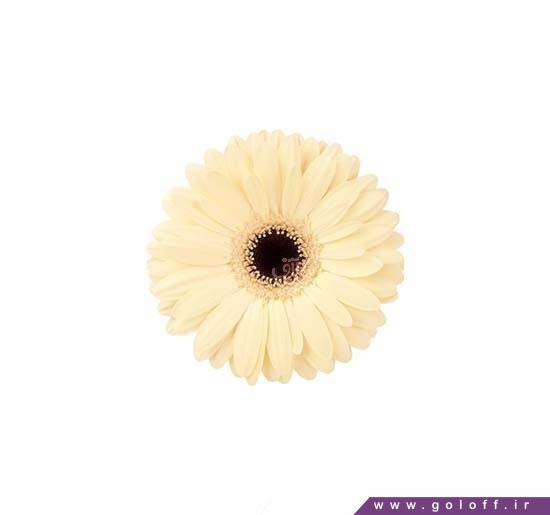 شاخه گل زیبا - گل ژربرا باریستا - Gerbera | گل آف